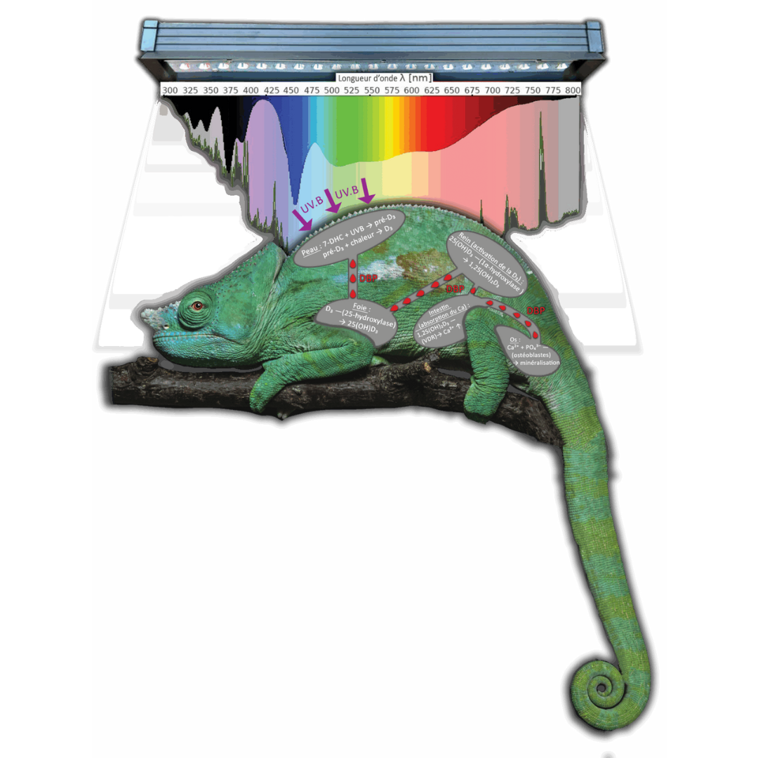 Light Cameleon et spectro