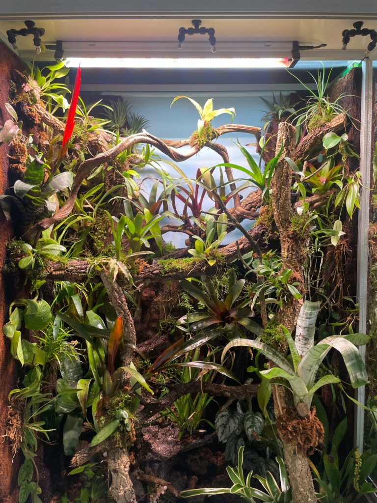 Terrarium Tropical Terrarium Tropical